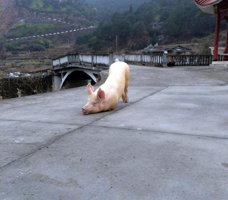 zze2665e6168d342ab89ac34ef47100101