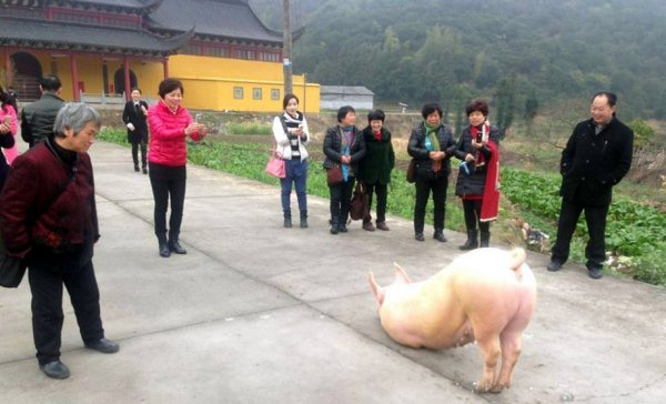 zzp6051391a714628777-ss